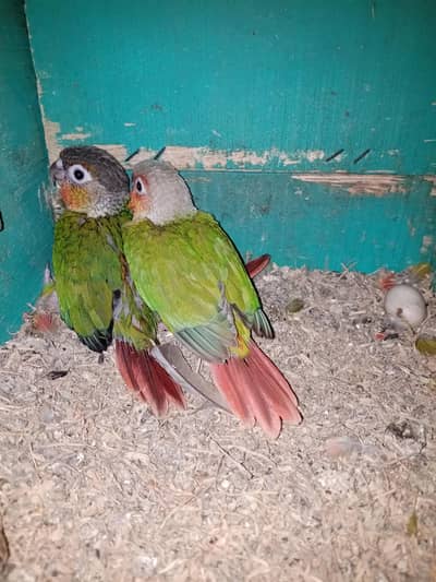 cocktail breeder pair// hogoromo pathy