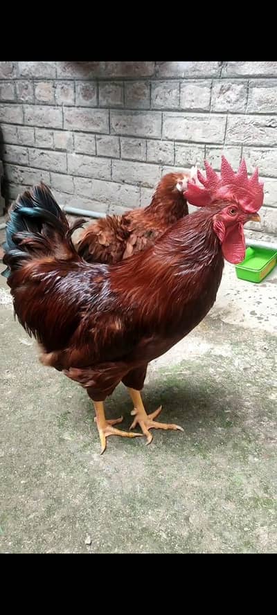 SALE! RIR, lohman brown,desi, golden misri, Aseelcross chicks for sale