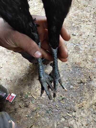 Pure aseel lassani /black mushka murga /quality aseel/old bloodline