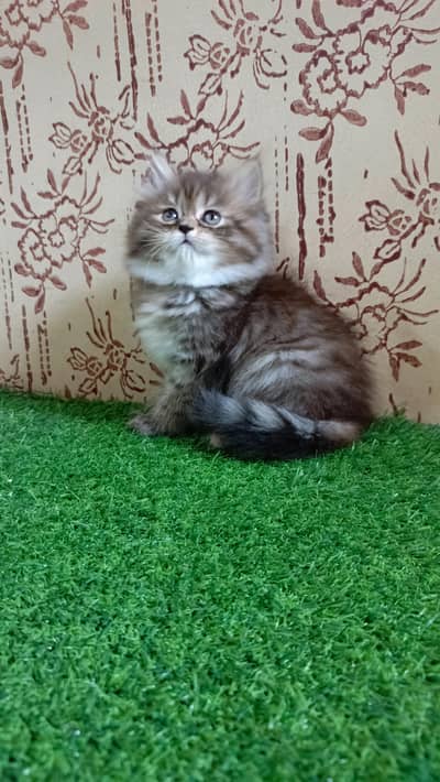 High quality Persian Kitten(Triple coated)(Cash on delivery)(Karachi)