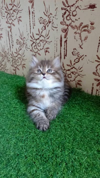 High quality Persian Kitten(Triple coated)(Cash on delivery)(Karachi)