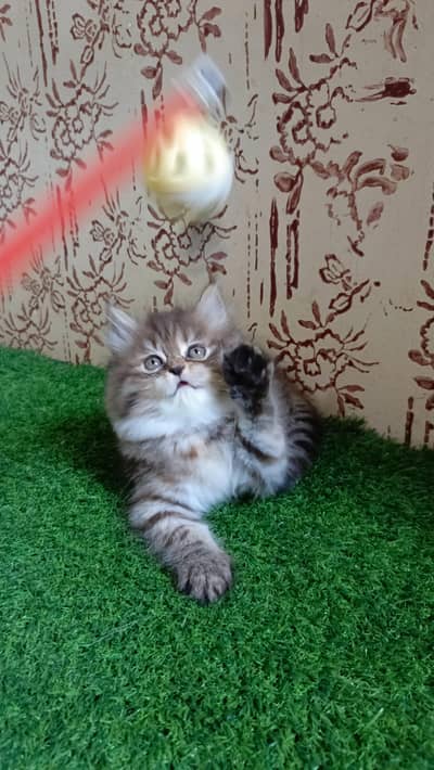 High quality Persian Kitten(Triple coated)(Cash on delivery)(Karachi)