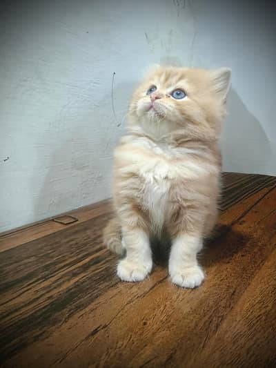 Triple Coat Long Hair Kittens for Sale – Healthy & Active