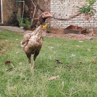 Pakistani or tarkish hint