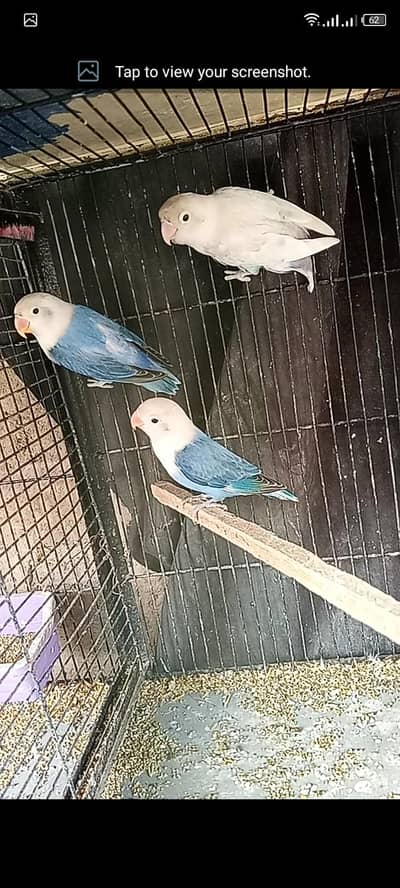 blue opline pathy pair  forsell