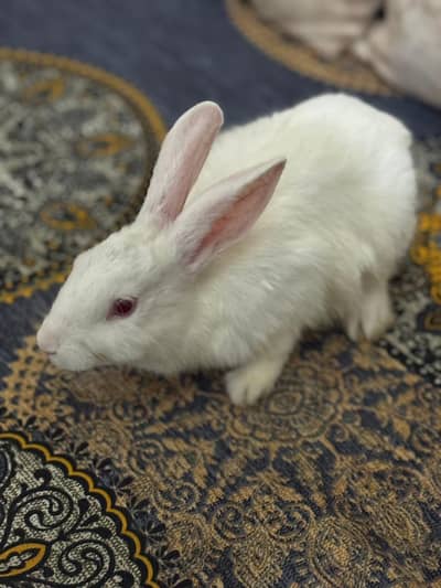 rabit ha single male or female ka conform nhi