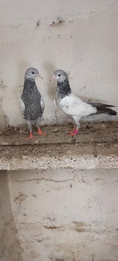 1000 to 4000 pigeon