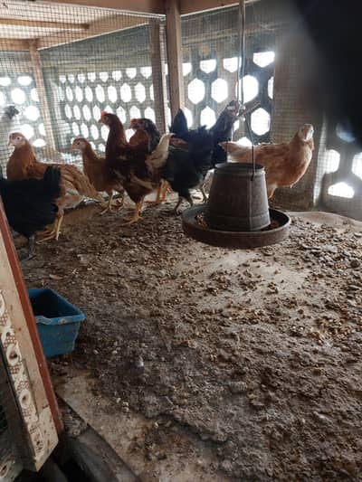 lohman brown chicks 3 months