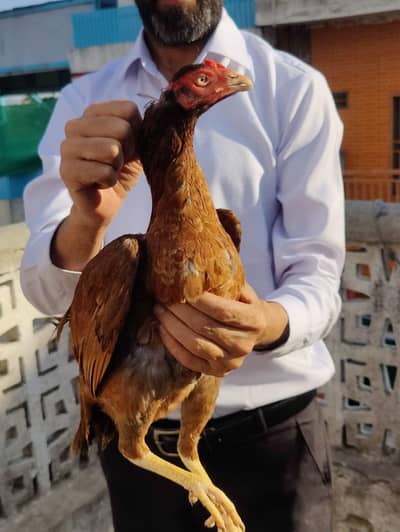 High quality Peeli Madi