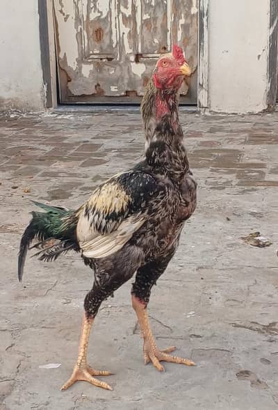 Java Aseel Murga. Whap: 0315-73.30,866