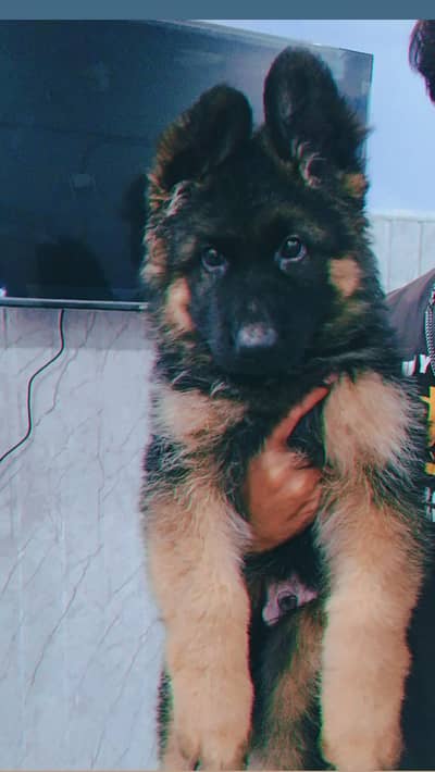 German shepherd puppy for sale