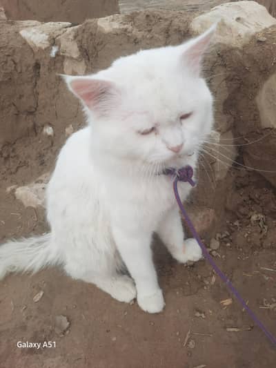 ab hum by khattak kar deya