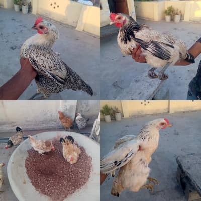 EGG lying hens 6 female 3 male