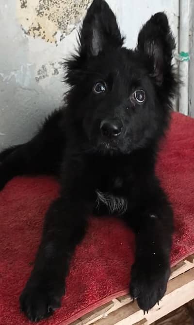 long coat pink Pedigree male puppy 3 month age for sale