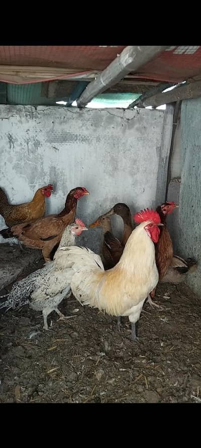 urgent for sale  murgi ya aur rabbits or duck