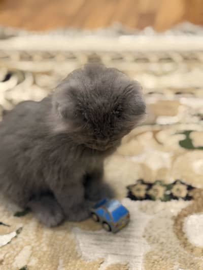 Sushi " persian cat"