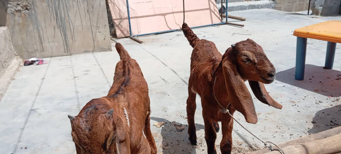 Bakra pair 1