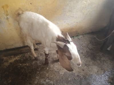 do dant bakra for sell