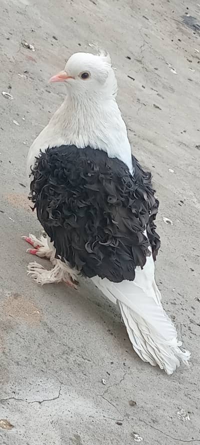 Black FRILLED SADDLE Dreedar Pair