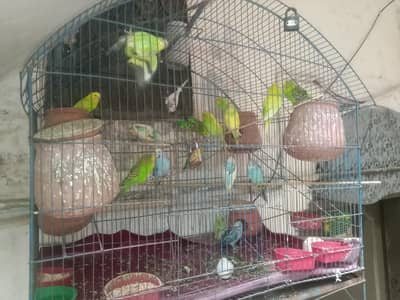 budgie with the low price par pice 550