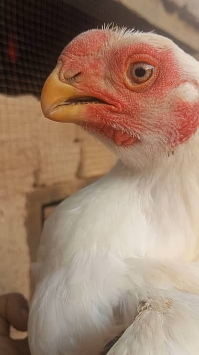 Aseel parrot beak long tail high quality male