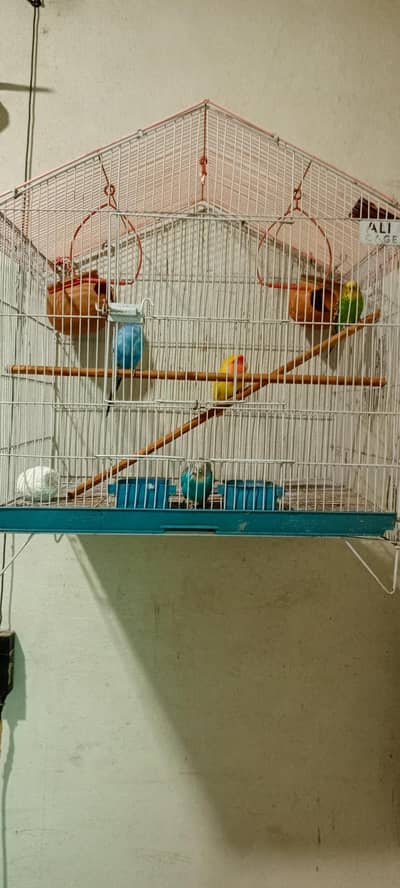 Australian parrot pairs with cage