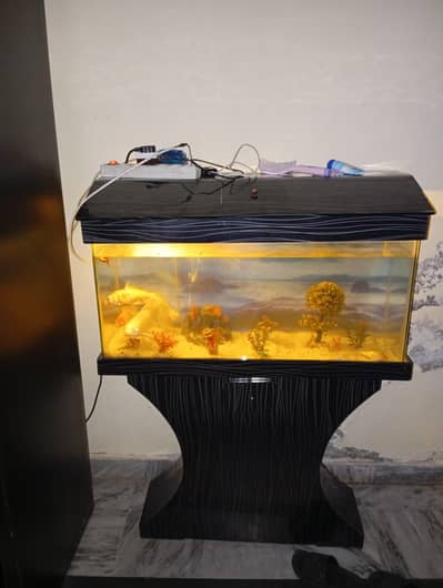 fish aquarium