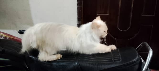 perscian semi punch face cat triple coat