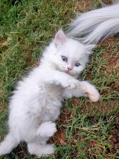 pure Persian cat