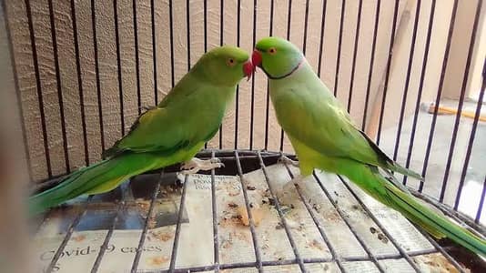 Ringneck pair for sale