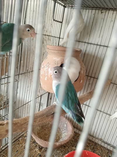 Albino Available for sale