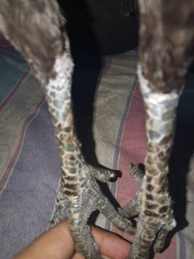 Aseel murghi/Thai murghi/dragon murghi/pathi