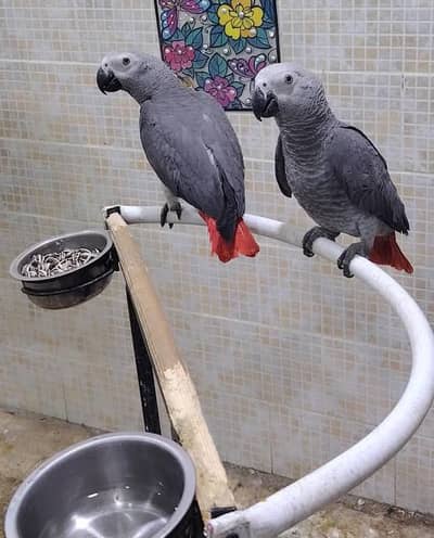 African grey parrot for sale 0323/493/7871