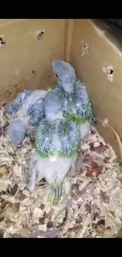 raw parrot chicks