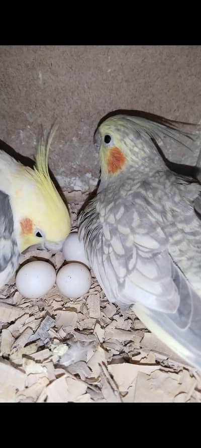 breeding cocktail pair with eggs for sale