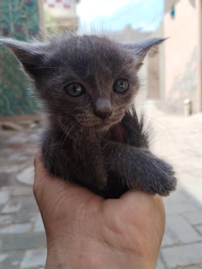 9 kittens avaialable persion beautufull