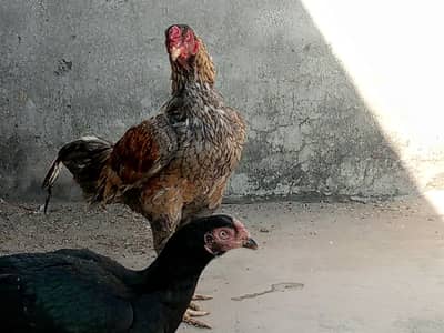 Strong Aseel Cross Pair – Ready for Breedin