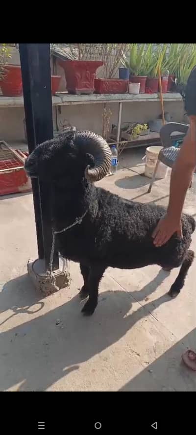 ram sheep
