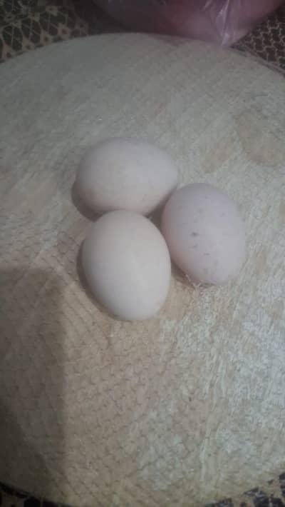 Fertile Eggs of golden+White buff hen