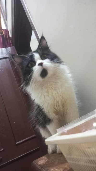 Triple coat persian cat long hair persian