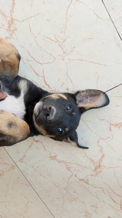 German shepherd puppies for sale