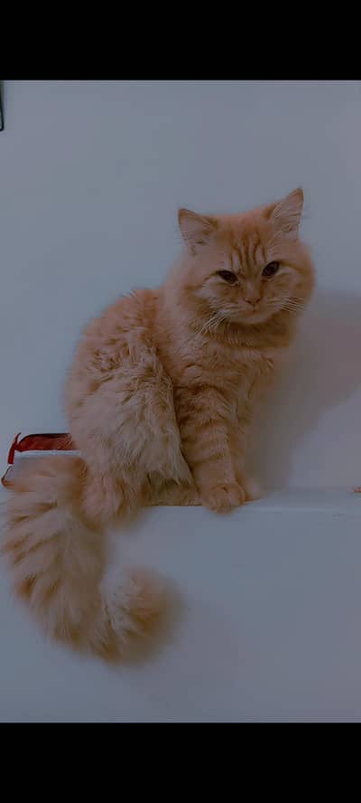 fluffy Persian litter trained male cat for sale