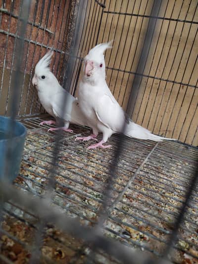 cockatail breeding pair
