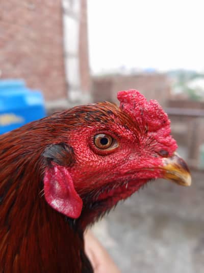 burmi breader for sale