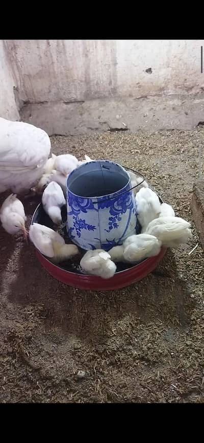 aseel chicks/aseel for sale/chicks for sale/aseel/chicks