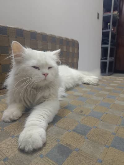 Full trained 1 year age ha white colour