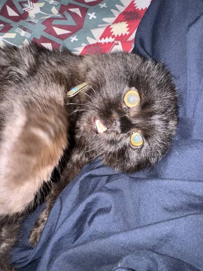 Name mano persian cat