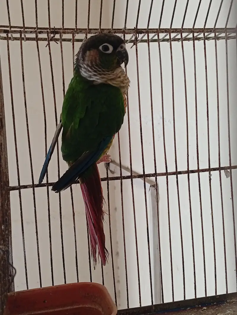 green chick conure — photo 4