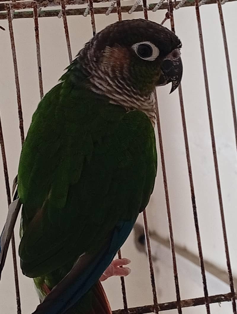 green chick conure 4