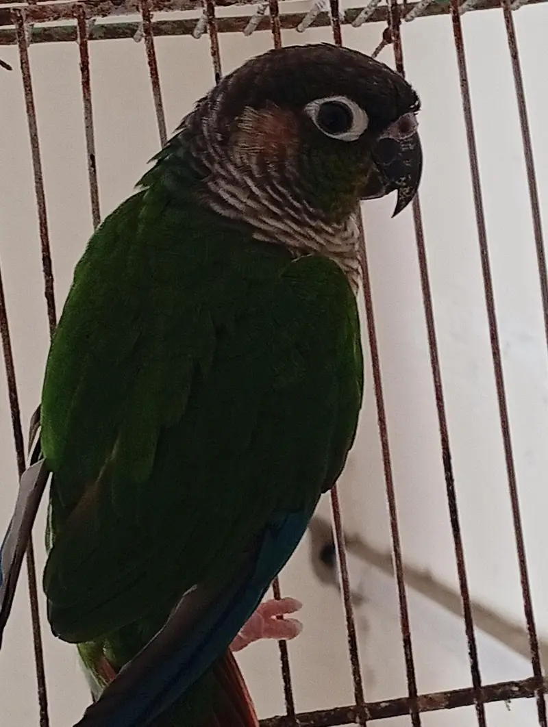 green chick conure — photo 5